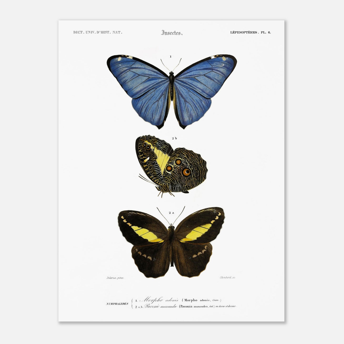 Planche de lépidoptères : Morpho adonis et Pavonie par d'Orbigny (30x40 cm). Planche illustrant trois espèces de papillons : un papillon bleu, un papillon aux ailes inférieures ornées d'ocelles et un papillon noir et jaune, avec leurs noms scientifiques en légende.