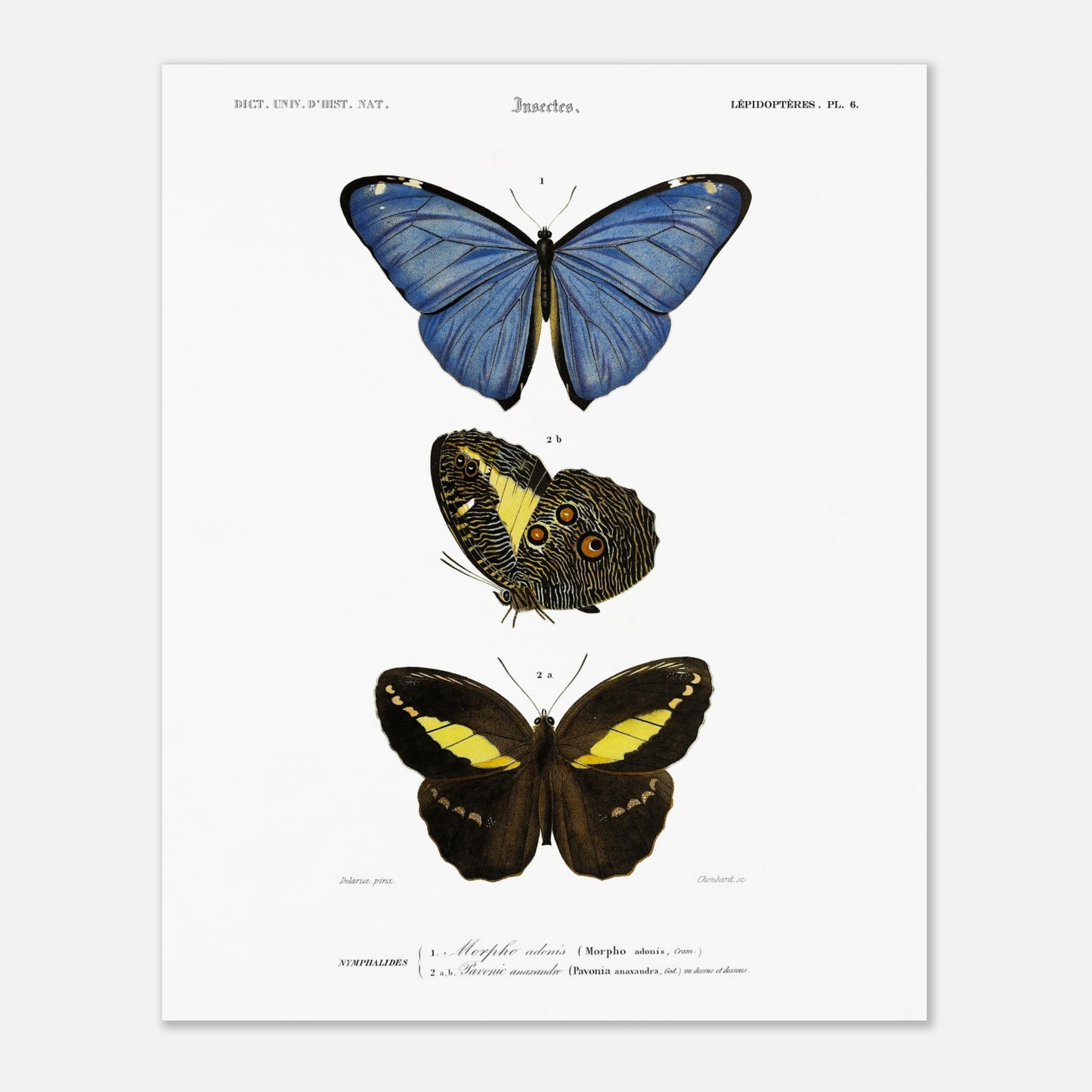 Planche de lépidoptères : Morpho adonis et Pavonie par d'Orbigny (40x50 cm). Planche illustrant trois espèces de papillons : un papillon bleu, un papillon aux ailes inférieures ornées d'ocelles et un papillon noir et jaune, avec leurs noms scientifiques en légende.