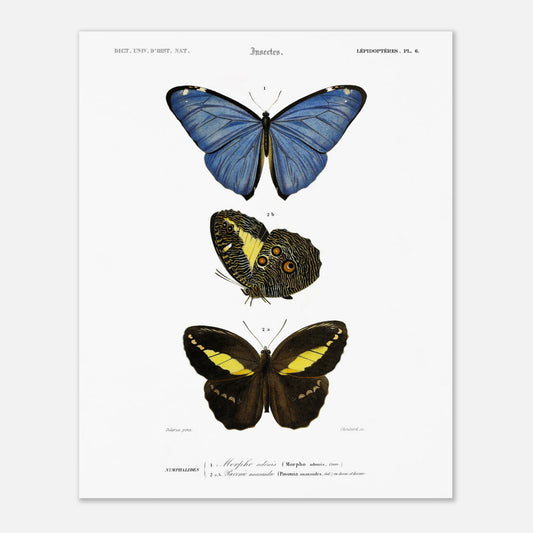 Planche de lépidoptères : Morpho adonis et Pavonie par d'Orbigny (40x50 cm). Planche illustrant trois espèces de papillons : un papillon bleu, un papillon aux ailes inférieures ornées d'ocelles et un papillon noir et jaune, avec leurs noms scientifiques en légende.
