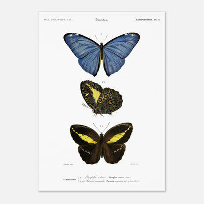 Planche de lépidoptères : Morpho adonis et Pavonie par d'Orbigny (42x59,4 cm (A2)). Planche illustrant trois espèces de papillons : un papillon bleu, un papillon aux ailes inférieures ornées d'ocelles et un papillon noir et jaune, avec leurs noms scientifiques en légende.
