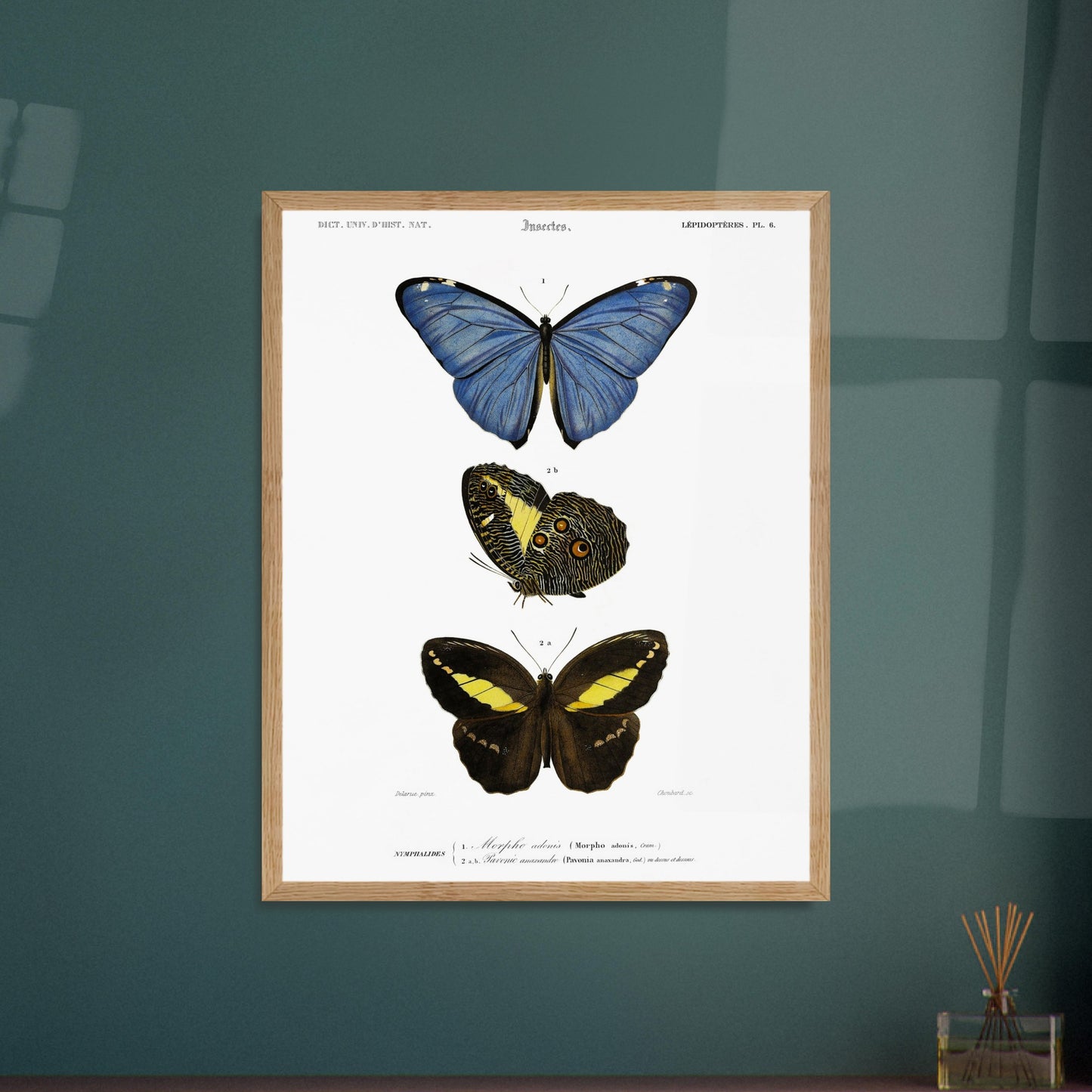 Planche de lépidoptères : Morpho adonis et Pavonie par d'Orbigny. Planche illustrant trois espèces de papillons : un papillon bleu, un papillon aux ailes inférieures ornées d'ocelles et un papillon noir et jaune, avec leurs noms scientifiques en légende. Image d'illustration 5