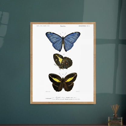 Planche de lépidoptères : Morpho adonis et Pavonie par d'Orbigny. Planche illustrant trois espèces de papillons : un papillon bleu, un papillon aux ailes inférieures ornées d'ocelles et un papillon noir et jaune, avec leurs noms scientifiques en légende. Image d'illustration 5