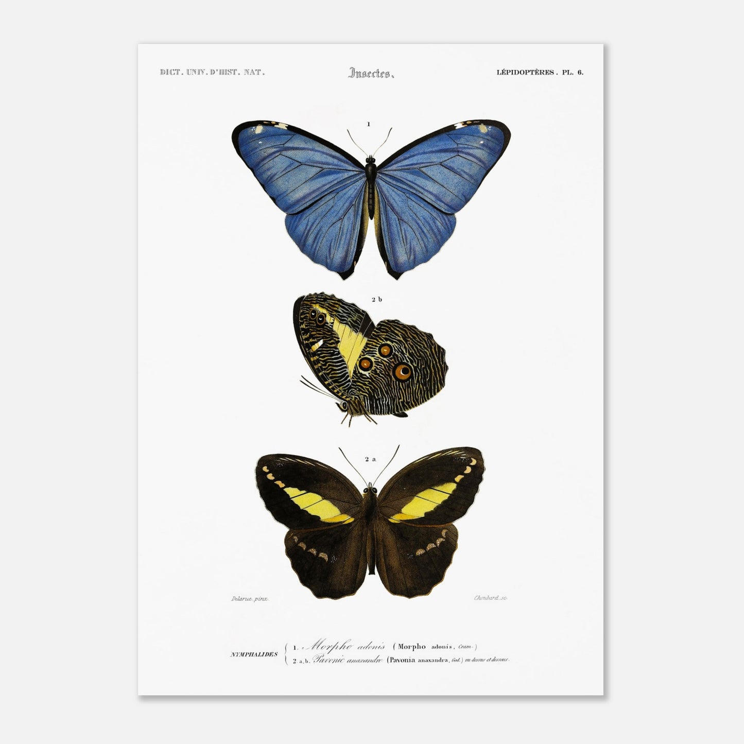 Planche de lépidoptères : Morpho adonis et Pavonie par d'Orbigny (50x70 cm). Planche illustrant trois espèces de papillons : un papillon bleu, un papillon aux ailes inférieures ornées d'ocelles et un papillon noir et jaune, avec leurs noms scientifiques en légende.