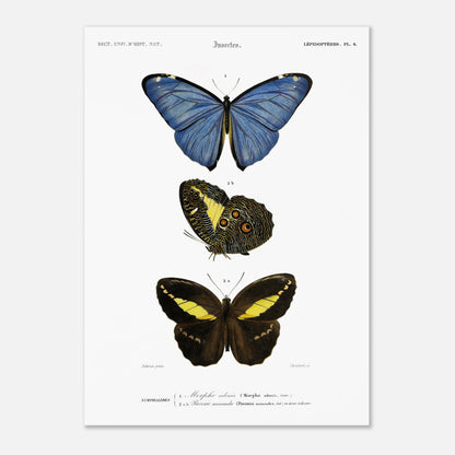 Planche de lépidoptères : Morpho adonis et Pavonie par d'Orbigny (50x70 cm). Planche illustrant trois espèces de papillons : un papillon bleu, un papillon aux ailes inférieures ornées d'ocelles et un papillon noir et jaune, avec leurs noms scientifiques en légende.