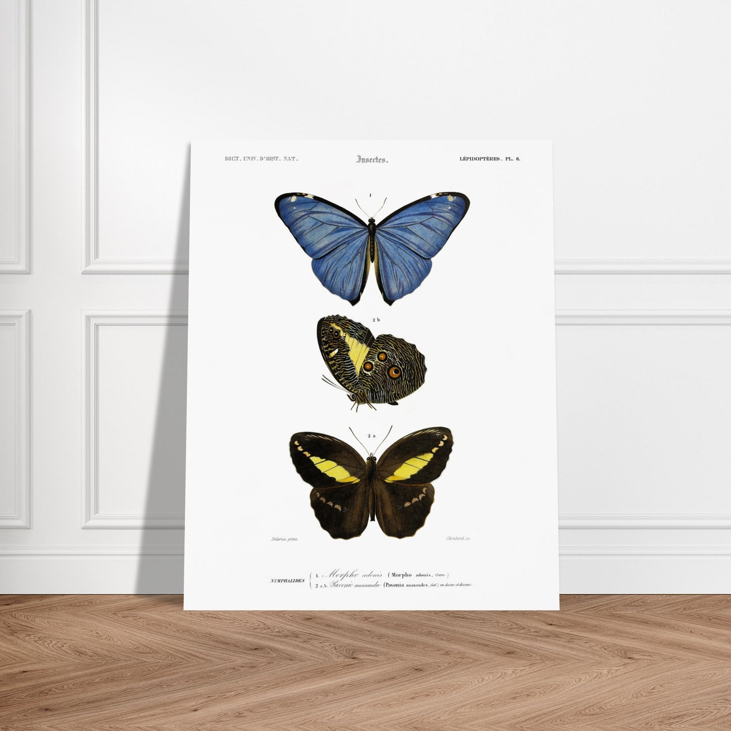 Planche de lépidoptères : Morpho adonis et Pavonie par d'Orbigny. Planche illustrant trois espèces de papillons : un papillon bleu, un papillon aux ailes inférieures ornées d'ocelles et un papillon noir et jaune, avec leurs noms scientifiques en légende. Image d'illustration 6