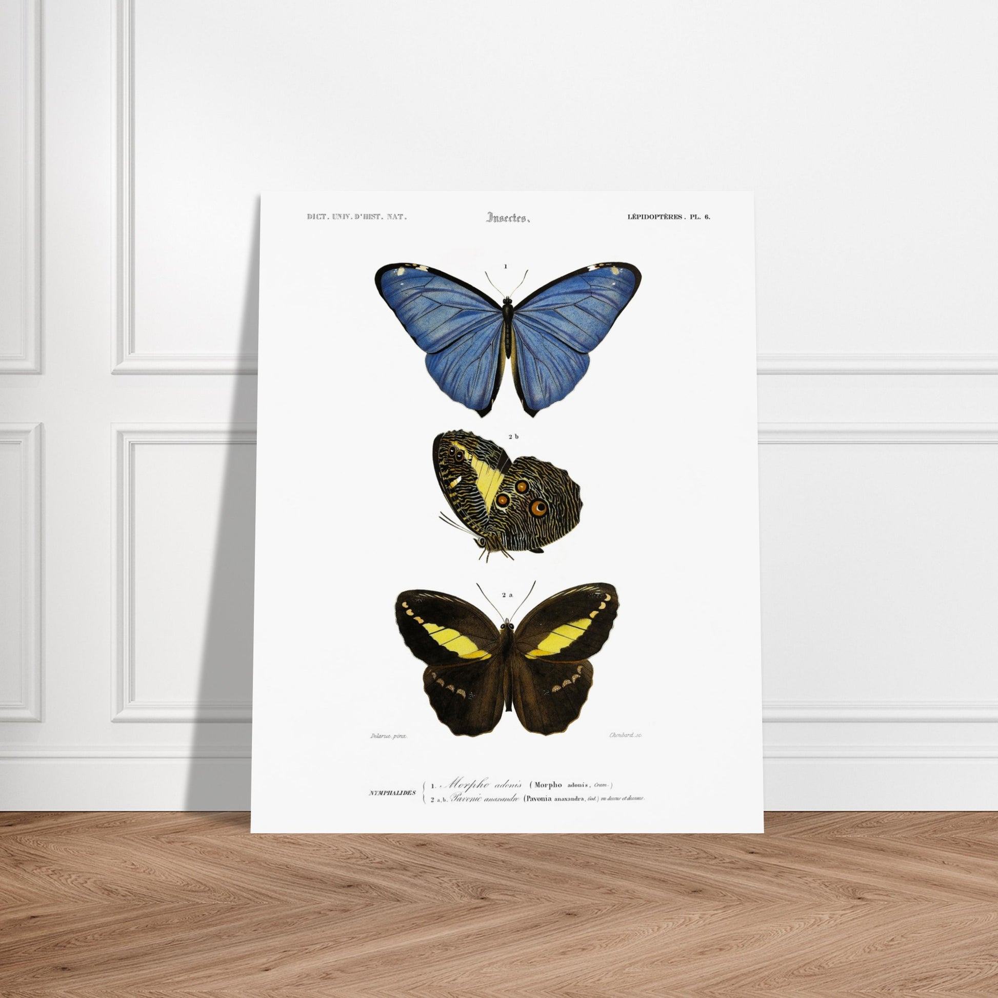 Planche de lépidoptères : Morpho adonis et Pavonie par d'Orbigny. Planche illustrant trois espèces de papillons : un papillon bleu, un papillon aux ailes inférieures ornées d'ocelles et un papillon noir et jaune, avec leurs noms scientifiques en légende. Image d'illustration 6