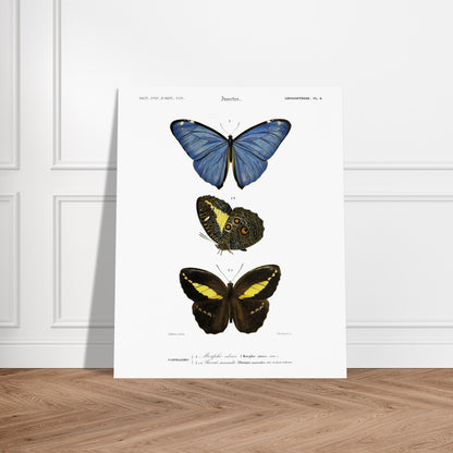 Planche de lépidoptères : Morpho adonis et Pavonie par d'Orbigny. Planche illustrant trois espèces de papillons : un papillon bleu, un papillon aux ailes inférieures ornées d'ocelles et un papillon noir et jaune, avec leurs noms scientifiques en légende. Image d'illustration 6