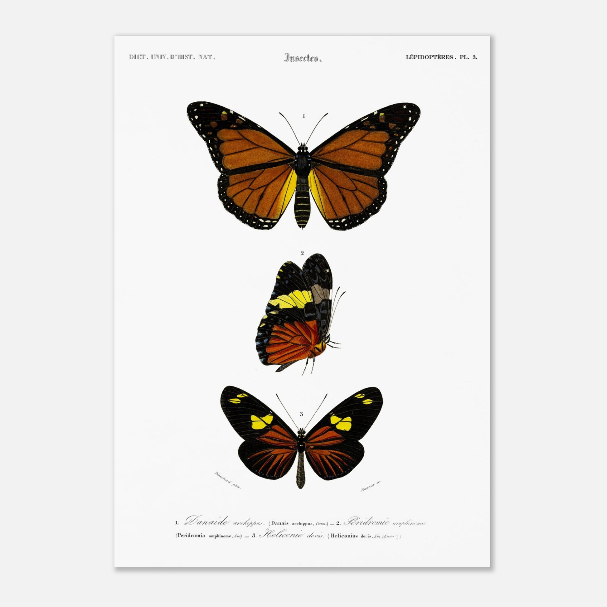 Planche de papillons exotiques : Péridromie amphinome d'Orbigny (29,7x42 cm (A3)). Planche scientifique ancienne montrant trois papillons aux couleurs vives : un grand papillon orange et noir au sommet, un papillon noir, jaune et orange au milieu, et un autre papillon noir et orange avec des touches de jaune en bas.