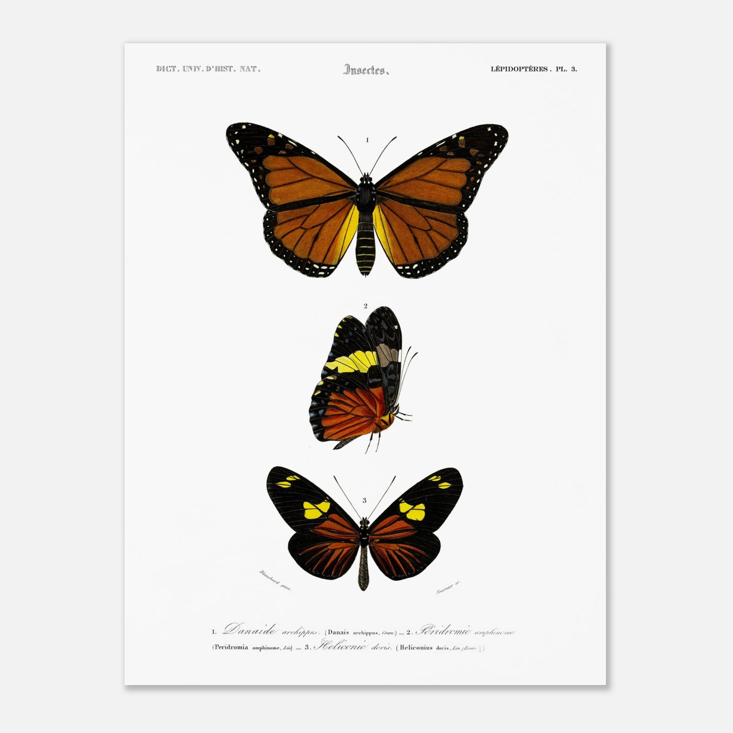 Planche de papillons exotiques : Péridromie amphinome d'Orbigny (30x40 cm). Planche scientifique ancienne montrant trois papillons aux couleurs vives : un grand papillon orange et noir au sommet, un papillon noir, jaune et orange au milieu, et un autre papillon noir et orange avec des touches de jaune en bas.