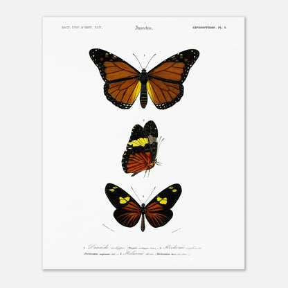Planche de papillons exotiques : Péridromie amphinome d'Orbigny (40x50 cm). Planche scientifique ancienne montrant trois papillons aux couleurs vives : un grand papillon orange et noir au sommet, un papillon noir, jaune et orange au milieu, et un autre papillon noir et orange avec des touches de jaune en bas.