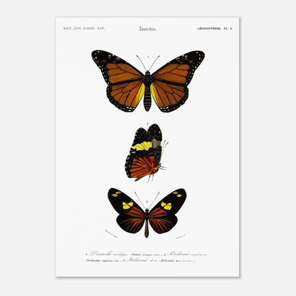 Planche de papillons exotiques : Péridromie amphinome d'Orbigny (42x59,4 cm (A2)). Planche scientifique ancienne montrant trois papillons aux couleurs vives : un grand papillon orange et noir au sommet, un papillon noir, jaune et orange au milieu, et un autre papillon noir et orange avec des touches de jaune en bas.