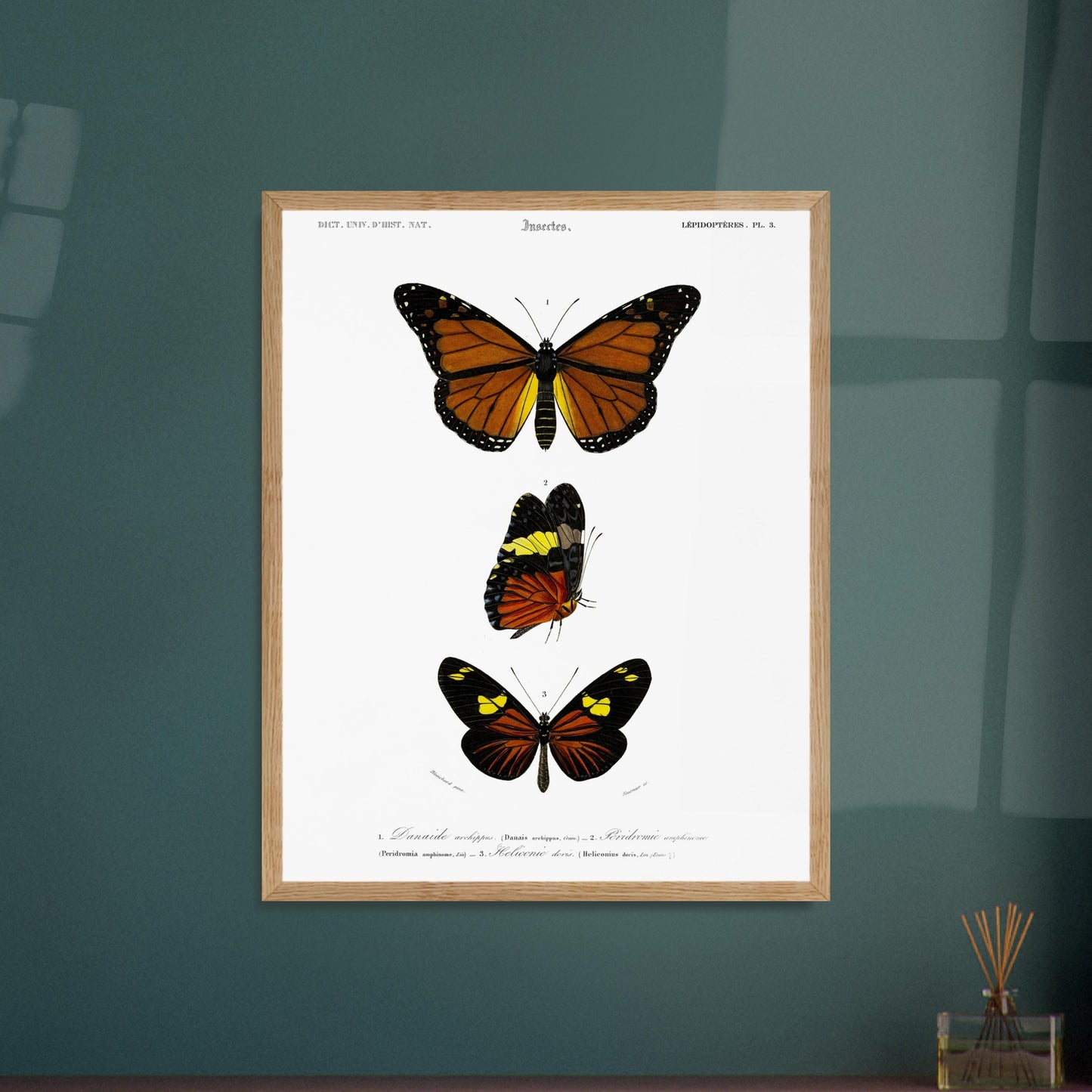 Planche de papillons exotiques : Péridromie amphinome d'Orbigny. Planche scientifique ancienne montrant trois papillons aux couleurs vives : un grand papillon orange et noir au sommet, un papillon noir, jaune et orange au milieu, et un autre papillon noir et orange avec des touches de jaune en bas. Image d'illustration 5