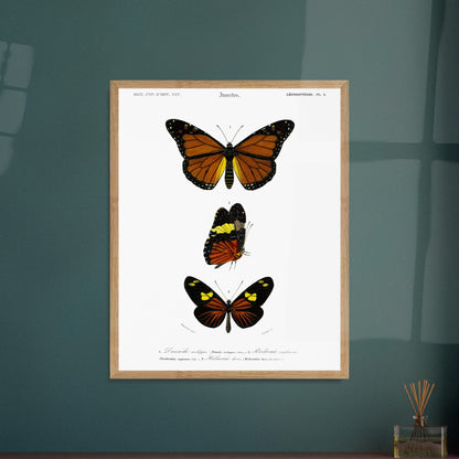 Planche de papillons exotiques : Péridromie amphinome d'Orbigny. Planche scientifique ancienne montrant trois papillons aux couleurs vives : un grand papillon orange et noir au sommet, un papillon noir, jaune et orange au milieu, et un autre papillon noir et orange avec des touches de jaune en bas. Image d'illustration 5