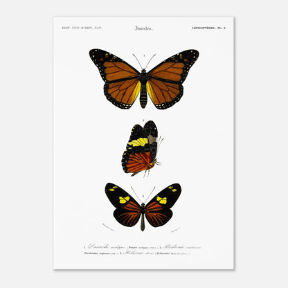 Planche de papillons exotiques : Péridromie amphinome d'Orbigny (50x70 cm). Planche scientifique ancienne montrant trois papillons aux couleurs vives : un grand papillon orange et noir au sommet, un papillon noir, jaune et orange au milieu, et un autre papillon noir et orange avec des touches de jaune en bas.