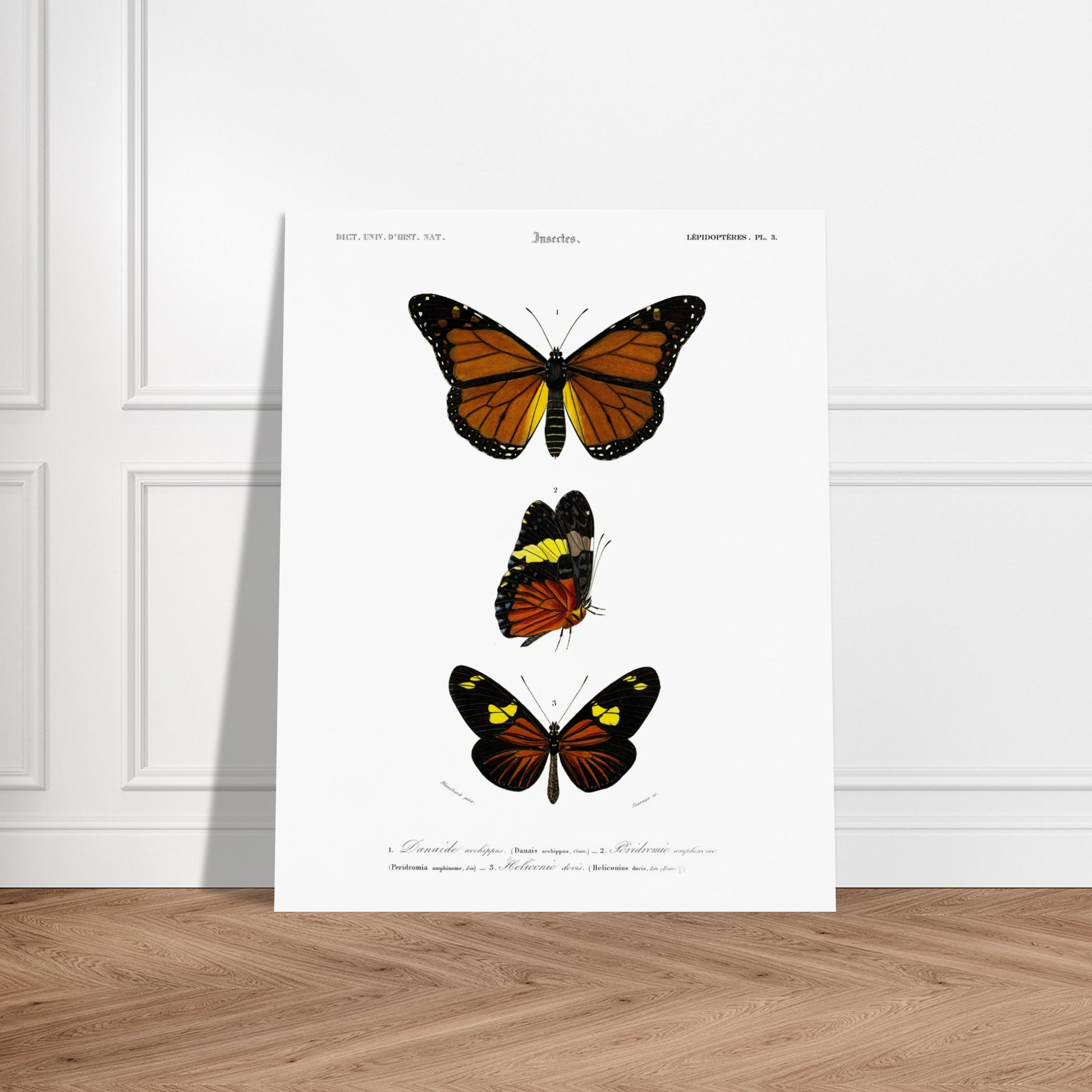 Planche de papillons exotiques : Péridromie amphinome d'Orbigny. Planche scientifique ancienne montrant trois papillons aux couleurs vives : un grand papillon orange et noir au sommet, un papillon noir, jaune et orange au milieu, et un autre papillon noir et orange avec des touches de jaune en bas. Image d'illustration 6