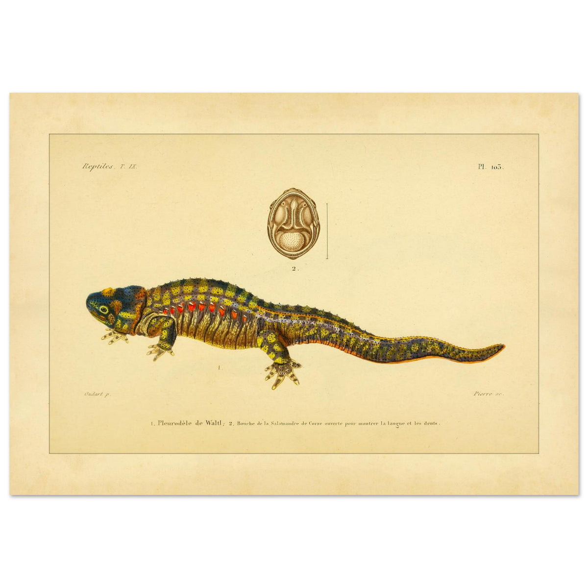 Anatomische Tafel: Rippenmolch und Korsischer Salamander, wissenschaftliche Reproduktion (21x29,7 cm (A4)). Wissenschaftliche Illustrationstafel eines farbigen Rippenmolchs, mit einer anatomischen Ansicht des Mauls eines korsischen Salamanders.