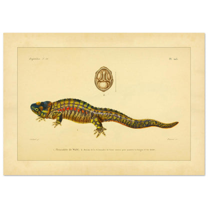Anatomische Tafel: Rippenmolch und Korsischer Salamander, wissenschaftliche Reproduktion (21x29,7 cm (A4)). Wissenschaftliche Illustrationstafel eines farbigen Rippenmolchs, mit einer anatomischen Ansicht des Mauls eines korsischen Salamanders.