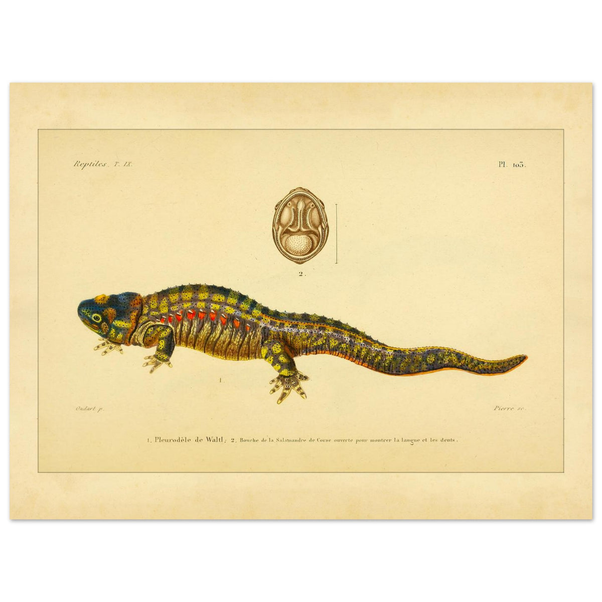 Anatomische Tafel: Rippenmolch und Korsischer Salamander, wissenschaftliche Reproduktion (30x40 cm). Wissenschaftliche Illustrationstafel eines farbigen Rippenmolchs, mit einer anatomischen Ansicht des Mauls eines korsischen Salamanders.