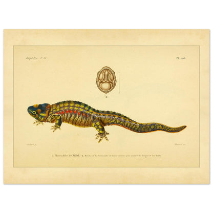 Anatomische Tafel: Rippenmolch und Korsischer Salamander, wissenschaftliche Reproduktion (30x40 cm). Wissenschaftliche Illustrationstafel eines farbigen Rippenmolchs, mit einer anatomischen Ansicht des Mauls eines korsischen Salamanders.