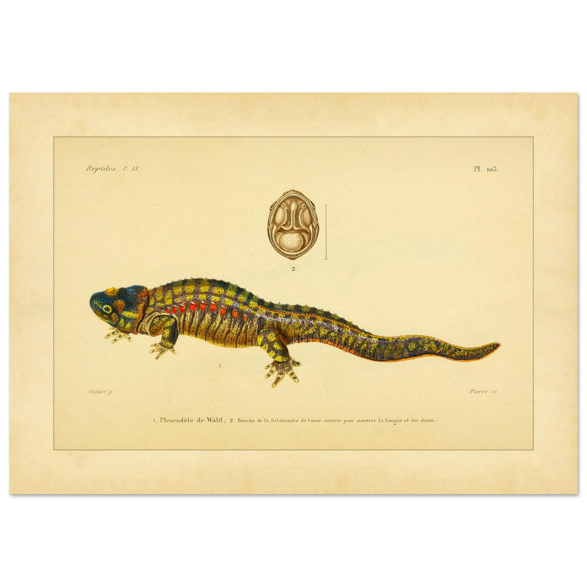 Anatomische Tafel: Rippenmolch und Korsischer Salamander, wissenschaftliche Reproduktion (42x59,4 cm (A2)). Wissenschaftliche Illustrationstafel eines farbigen Rippenmolchs, mit einer anatomischen Ansicht des Mauls eines korsischen Salamanders.