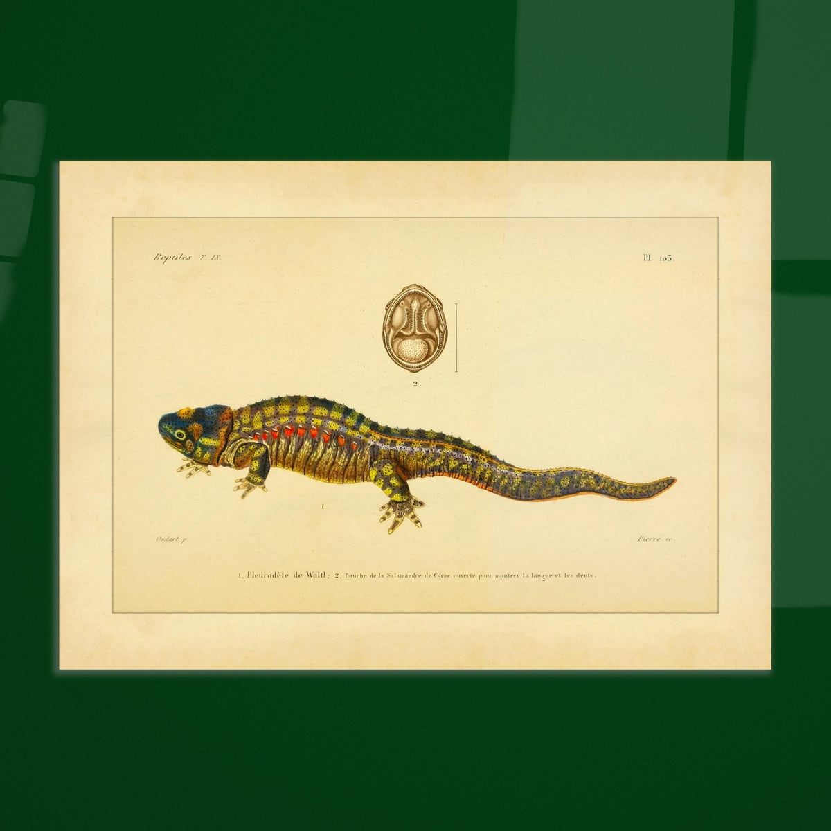 Anatomische Tafel: Rippenmolch und Korsischer Salamander, wissenschaftliche Reproduktion. Wissenschaftliche Illustrationstafel eines farbigen Rippenmolchs, mit einer anatomischen Ansicht des Mauls eines korsischen Salamanders.