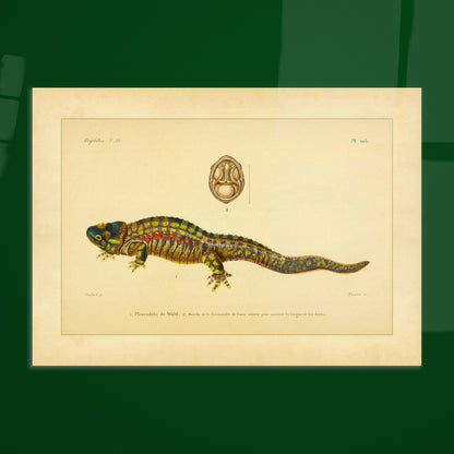 Anatomische Tafel: Rippenmolch und Korsischer Salamander, wissenschaftliche Reproduktion. Wissenschaftliche Illustrationstafel eines farbigen Rippenmolchs, mit einer anatomischen Ansicht des Mauls eines korsischen Salamanders.
