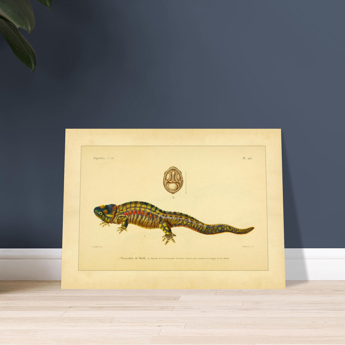 Anatomische Tafel: Rippenmolch und Korsischer Salamander, wissenschaftliche Reproduktion. Wissenschaftliche Illustrationstafel eines farbigen Rippenmolchs, mit einer anatomischen Ansicht des Mauls eines korsischen Salamanders.