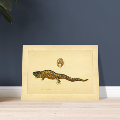 Anatomische Tafel: Rippenmolch und Korsischer Salamander, wissenschaftliche Reproduktion. Wissenschaftliche Illustrationstafel eines farbigen Rippenmolchs, mit einer anatomischen Ansicht des Mauls eines korsischen Salamanders.
