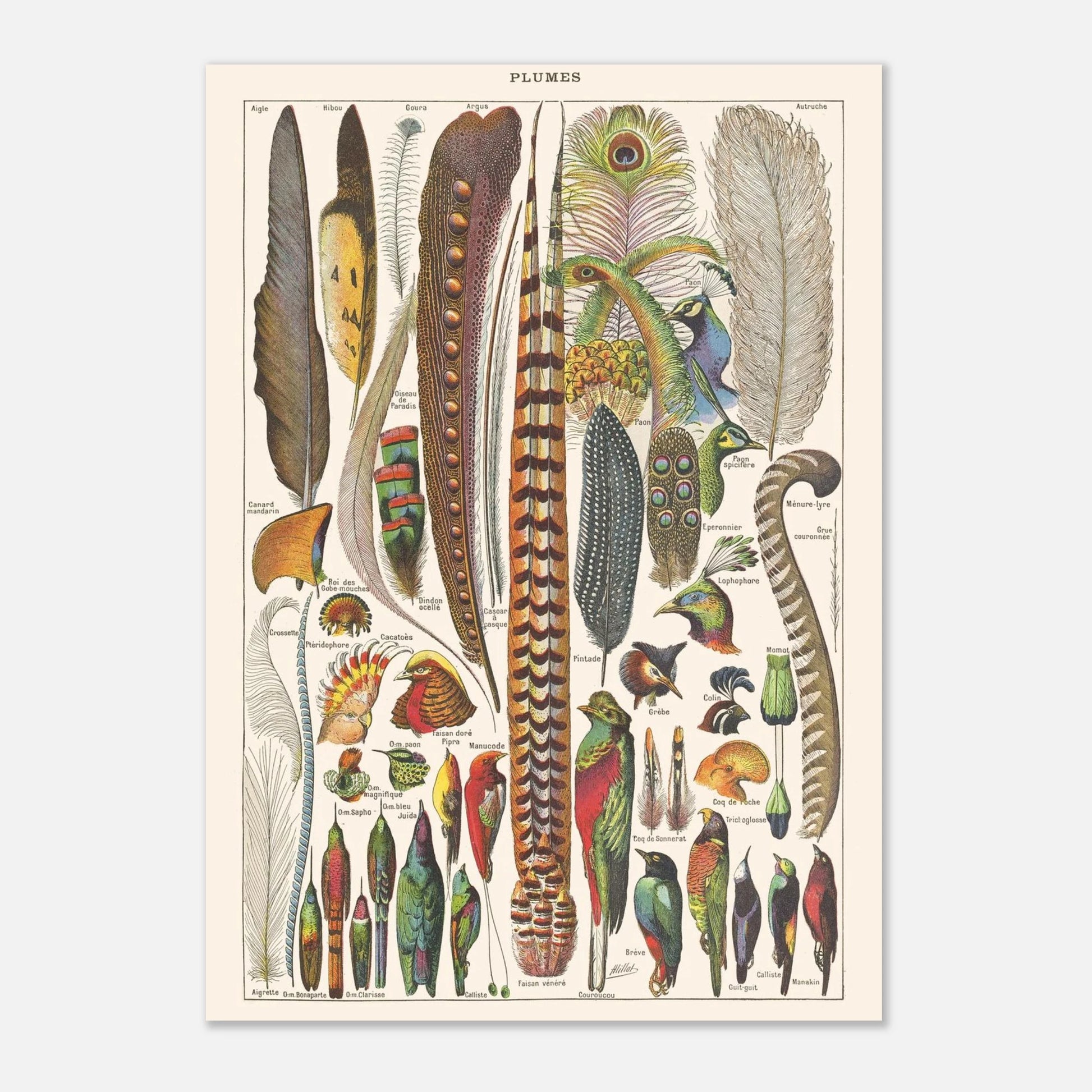 Planche ancienne Plumes - Illustration Larousse 1910 (21x29,7 cm (A4)). Planche de l'Encyclopédie Larousse de 1910 titrée "Plumes", illustrant une variété de plumes d'oiseaux aux formes et couleurs diverses, avec leurs noms.