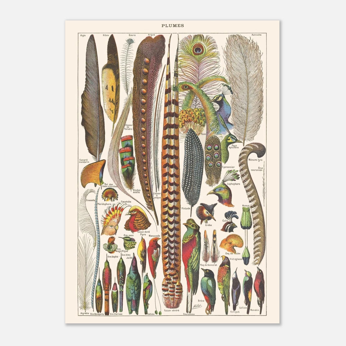 Planche ancienne Plumes - Illustration Larousse 1910 (29,7x42 cm (A3)). Planche de l'Encyclopédie Larousse de 1910 titrée "Plumes", illustrant une variété de plumes d'oiseaux aux formes et couleurs diverses, avec leurs noms.
