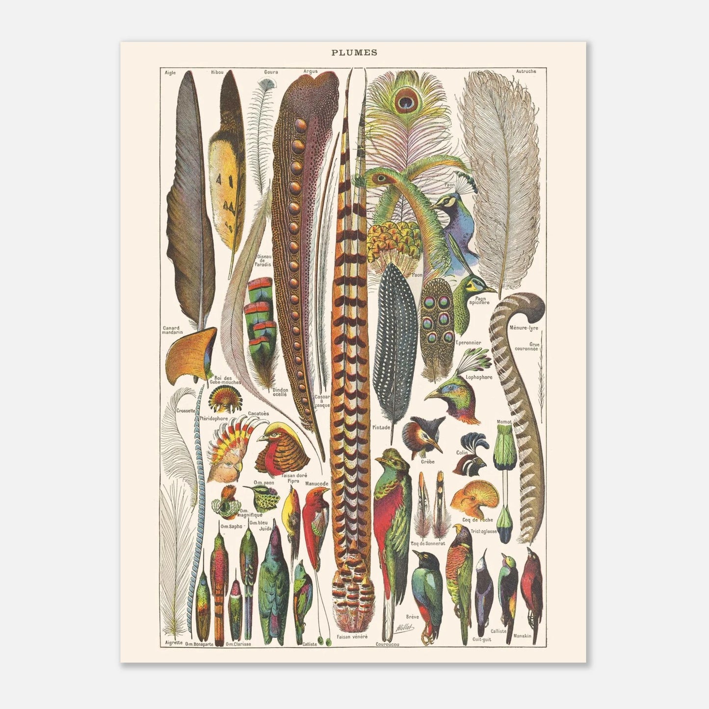 Planche ancienne Plumes - Illustration Larousse 1910 (30x40 cm). Planche de l'Encyclopédie Larousse de 1910 titrée "Plumes", illustrant une variété de plumes d'oiseaux aux formes et couleurs diverses, avec leurs noms.