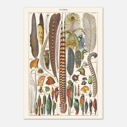Planche ancienne Plumes - Illustration Larousse 1910 (42x59,4 cm (A2)). Planche de l'Encyclopédie Larousse de 1910 titrée "Plumes", illustrant une variété de plumes d'oiseaux aux formes et couleurs diverses, avec leurs noms.