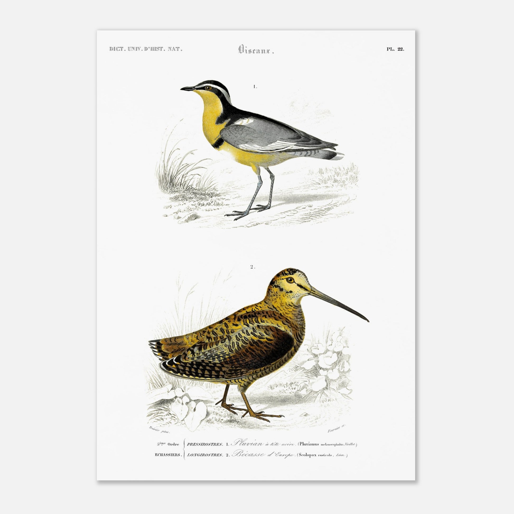 Planche ornithologique : Pluvian à tête noire et Bécasse d'Europe (29,7x42 cm (A3)). Planche d'ornithologie montrant deux oiseaux dans leur environnement : un pluvier à tête noire reconnaissable à sa bande jaune sur le cou et un bécasse d'Europe au plumage tacheté.