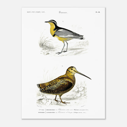 Planche ornithologique : Pluvian à tête noire et Bécasse d'Europe (30x40 cm). Planche d'ornithologie montrant deux oiseaux dans leur environnement : un pluvier à tête noire reconnaissable à sa bande jaune sur le cou et un bécasse d'Europe au plumage tacheté.