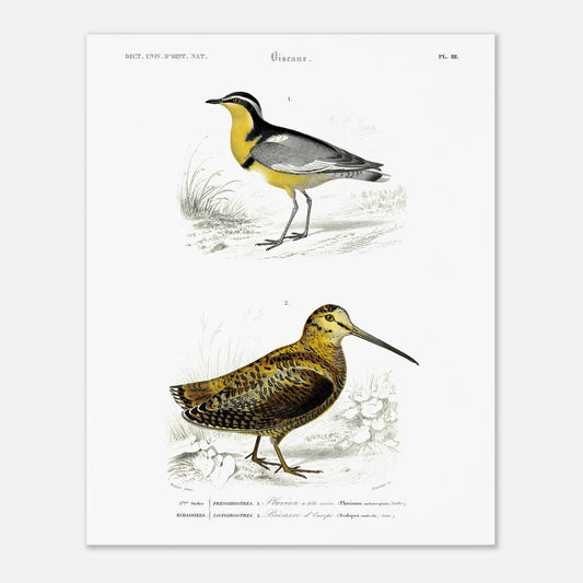 Planche ornithologique : Pluvian à tête noire et Bécasse d'Europe (40x50 cm). Planche d'ornithologie montrant deux oiseaux dans leur environnement : un pluvier à tête noire reconnaissable à sa bande jaune sur le cou et un bécasse d'Europe au plumage tacheté.