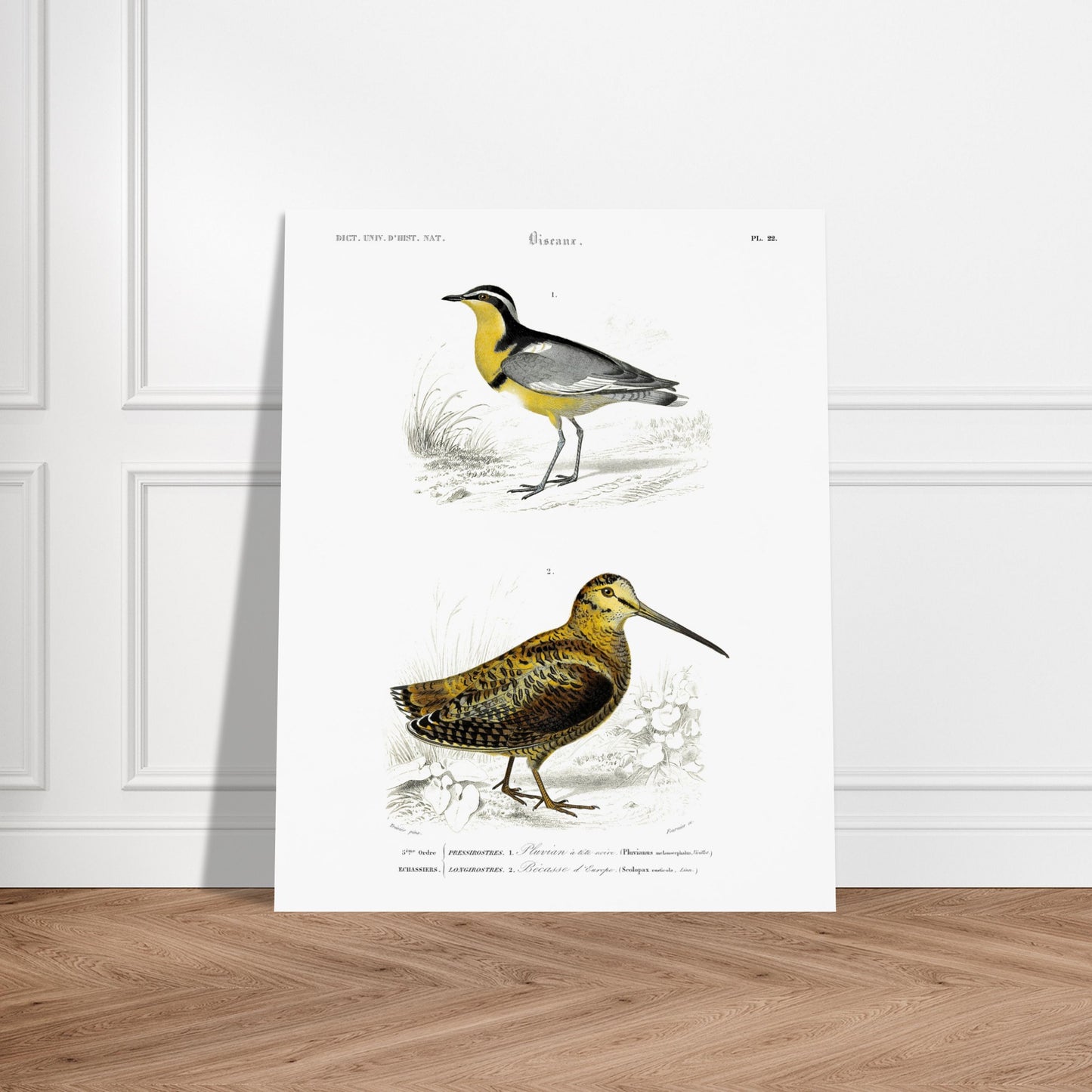 Planche ornithologique : Pluvian à tête noire et Bécasse d'Europe. Planche d'ornithologie montrant deux oiseaux dans leur environnement : un pluvier à tête noire reconnaissable à sa bande jaune sur le cou et un bécasse d'Europe au plumage tacheté. Image d'illustration 5