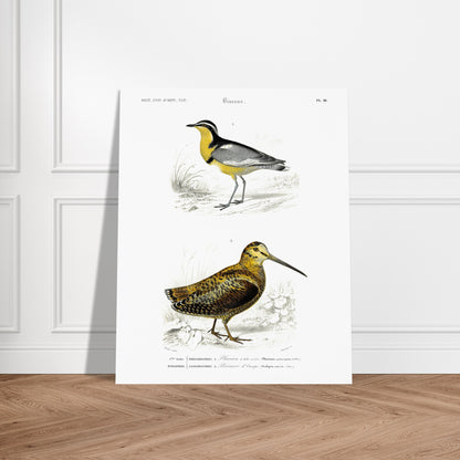 Planche ornithologique : Pluvian à tête noire et Bécasse d'Europe. Planche d'ornithologie montrant deux oiseaux dans leur environnement : un pluvier à tête noire reconnaissable à sa bande jaune sur le cou et un bécasse d'Europe au plumage tacheté. Image d'illustration 5