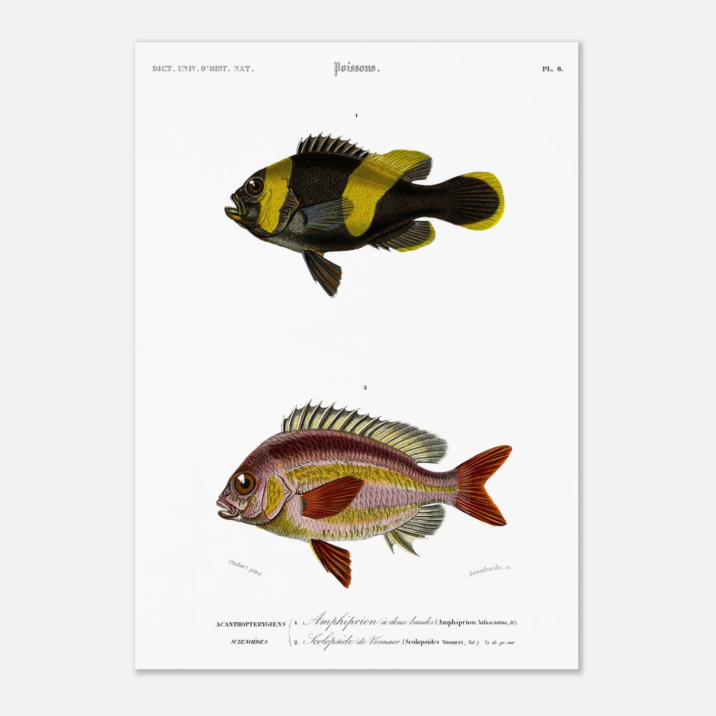 Planche de poissons Amphiprion et Scolopside - Charles d'Orbigny (29,7x42 cm (A3)). Illustration scientifique de deux poissons : le premier, un poisson-clown à bandes noires et jaunes, et le second, un poisson de couleur rosée avec des écailles distinctes.