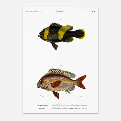 Planche de poissons Amphiprion et Scolopside - Charles d'Orbigny (29,7x42 cm (A3)). Illustration scientifique de deux poissons : le premier, un poisson-clown à bandes noires et jaunes, et le second, un poisson de couleur rosée avec des écailles distinctes.