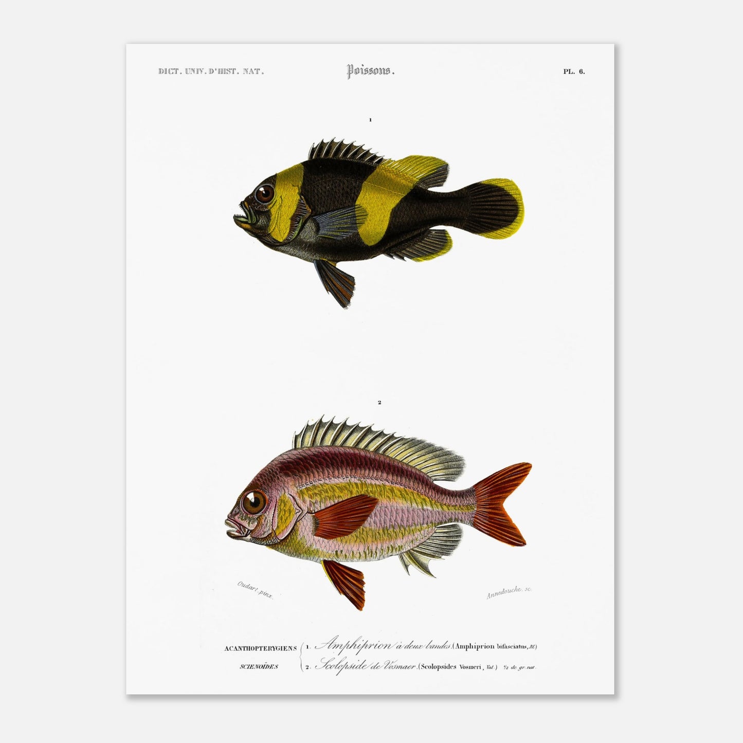 Planche de poissons Amphiprion et Scolopside - Charles d'Orbigny (30x40 cm). Illustration scientifique de deux poissons : le premier, un poisson-clown à bandes noires et jaunes, et le second, un poisson de couleur rosée avec des écailles distinctes.