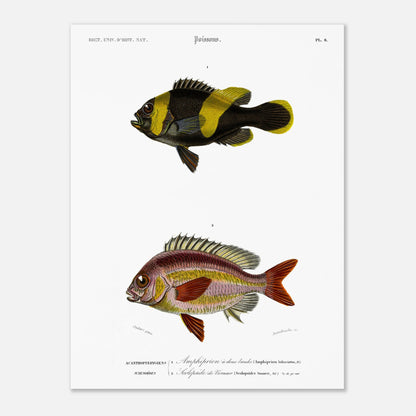 Planche de poissons Amphiprion et Scolopside - Charles d'Orbigny (30x40 cm). Illustration scientifique de deux poissons : le premier, un poisson-clown à bandes noires et jaunes, et le second, un poisson de couleur rosée avec des écailles distinctes.