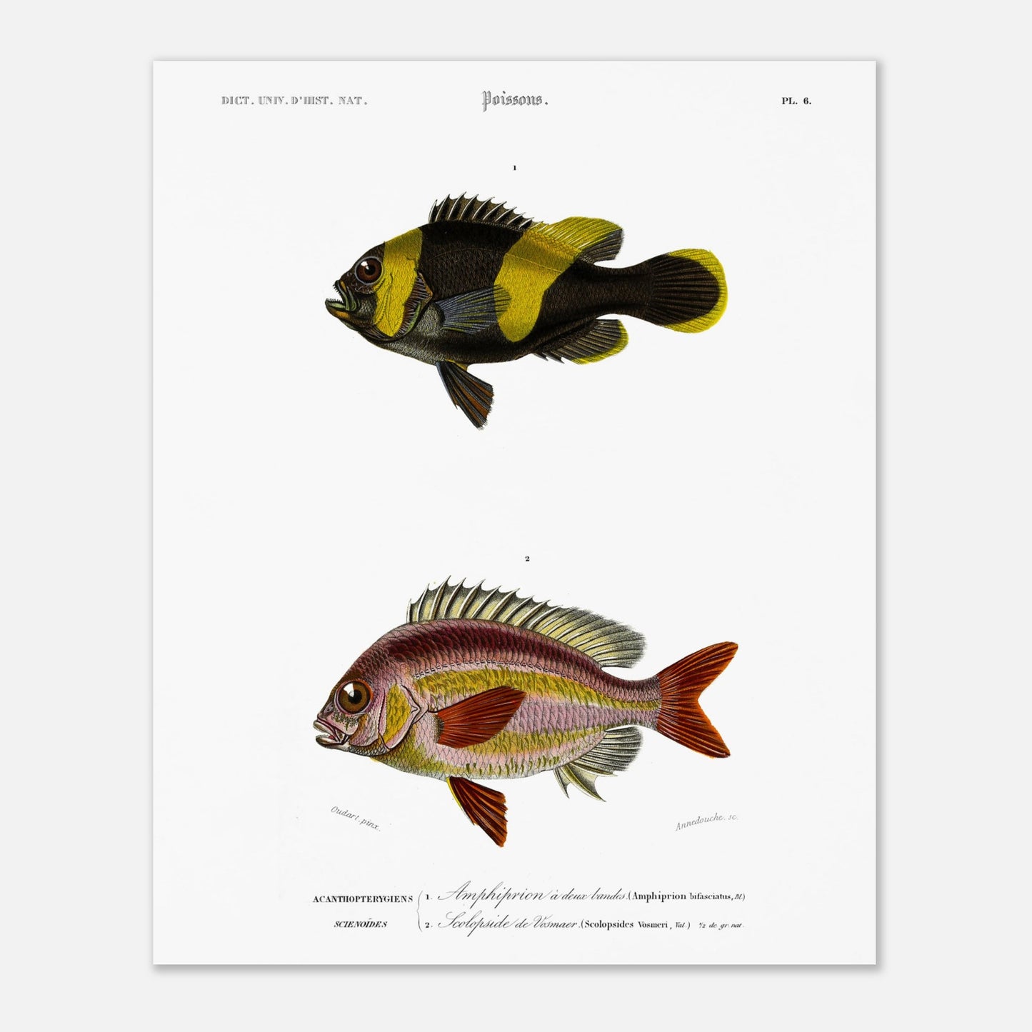 Planche de poissons Amphiprion et Scolopside - Charles d'Orbigny (40x50 cm). Illustration scientifique de deux poissons : le premier, un poisson-clown à bandes noires et jaunes, et le second, un poisson de couleur rosée avec des écailles distinctes.
