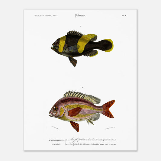 Planche de poissons Amphiprion et Scolopside - Charles d'Orbigny (40x50 cm). Illustration scientifique de deux poissons : le premier, un poisson-clown à bandes noires et jaunes, et le second, un poisson de couleur rosée avec des écailles distinctes.