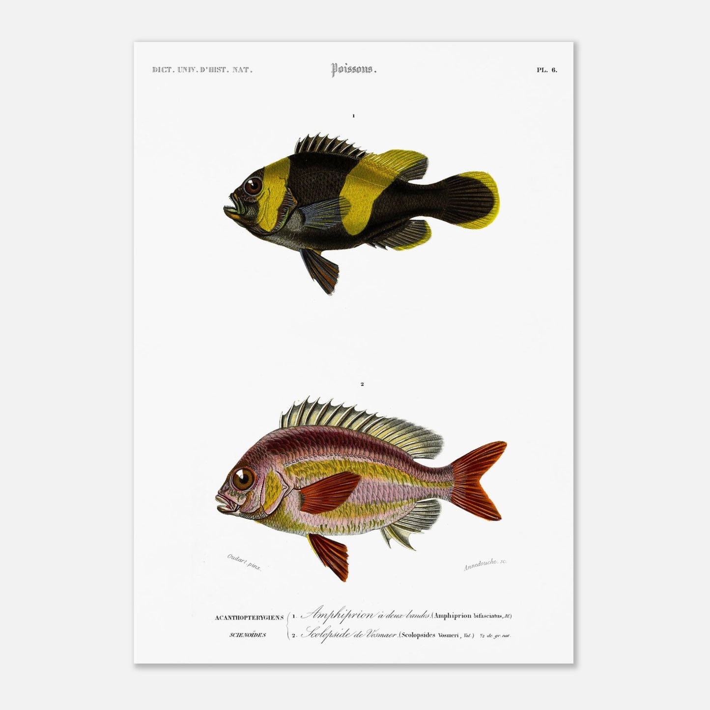 Planche de poissons Amphiprion et Scolopside - Charles d'Orbigny (42x59,4 cm (A2)). Illustration scientifique de deux poissons : le premier, un poisson-clown à bandes noires et jaunes, et le second, un poisson de couleur rosée avec des écailles distinctes.