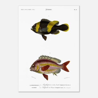 Planche de poissons Amphiprion et Scolopside - Charles d'Orbigny (42x59,4 cm (A2)). Illustration scientifique de deux poissons : le premier, un poisson-clown à bandes noires et jaunes, et le second, un poisson de couleur rosée avec des écailles distinctes.