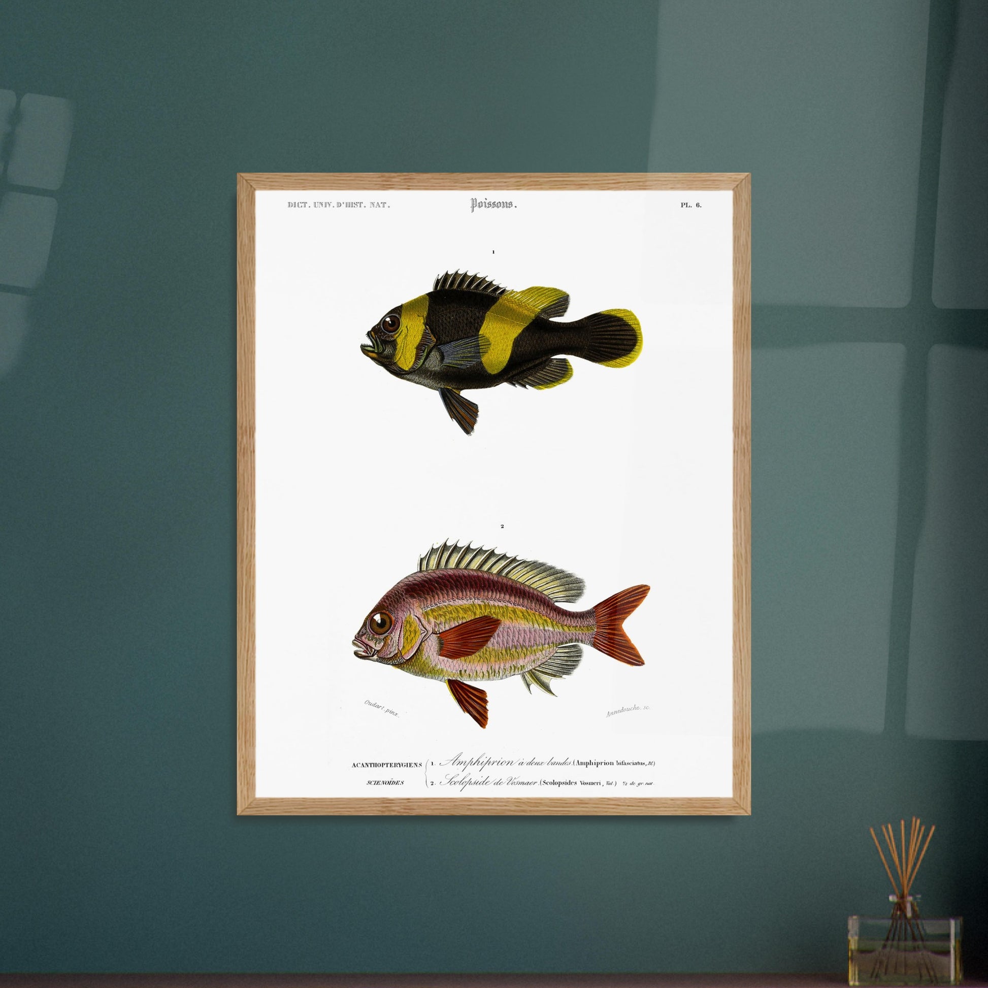 Planche de poissons Amphiprion et Scolopside - Charles d'Orbigny. Illustration scientifique de deux poissons : le premier, un poisson-clown à bandes noires et jaunes, et le second, un poisson de couleur rosée avec des écailles distinctes. Image d'illustration 5