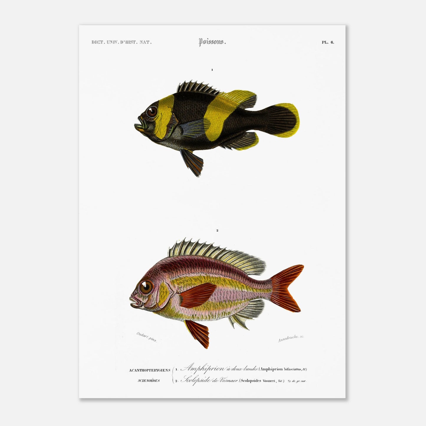 Planche de poissons Amphiprion et Scolopside - Charles d'Orbigny (50x70 cm). Illustration scientifique de deux poissons : le premier, un poisson-clown à bandes noires et jaunes, et le second, un poisson de couleur rosée avec des écailles distinctes.