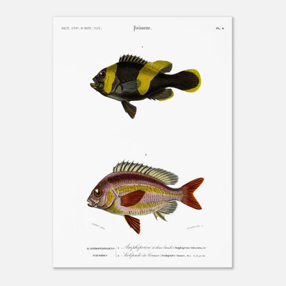 Planche de poissons Amphiprion et Scolopside - Charles d'Orbigny (50x70 cm). Illustration scientifique de deux poissons : le premier, un poisson-clown à bandes noires et jaunes, et le second, un poisson de couleur rosée avec des écailles distinctes.