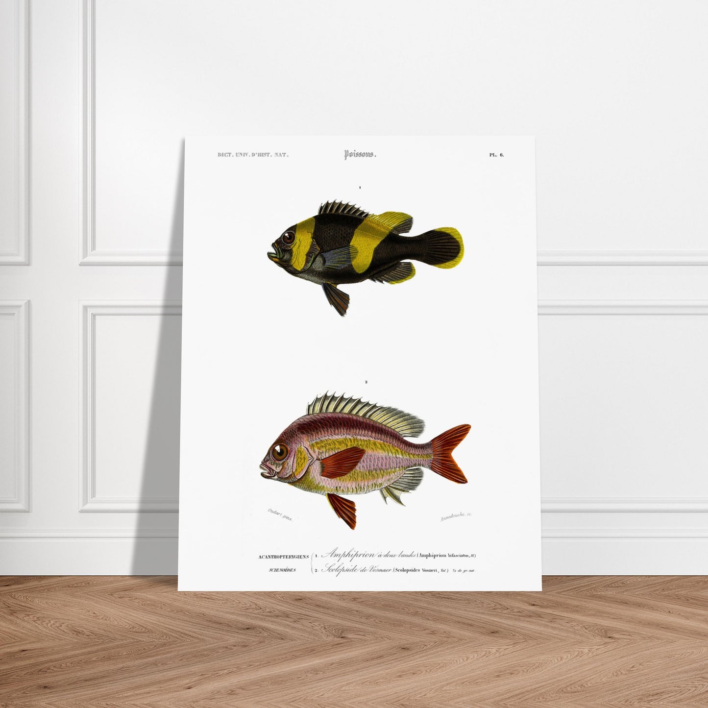Planche de poissons Amphiprion et Scolopside - Charles d'Orbigny. Illustration scientifique de deux poissons : le premier, un poisson-clown à bandes noires et jaunes, et le second, un poisson de couleur rosée avec des écailles distinctes. Image d'illustration 6