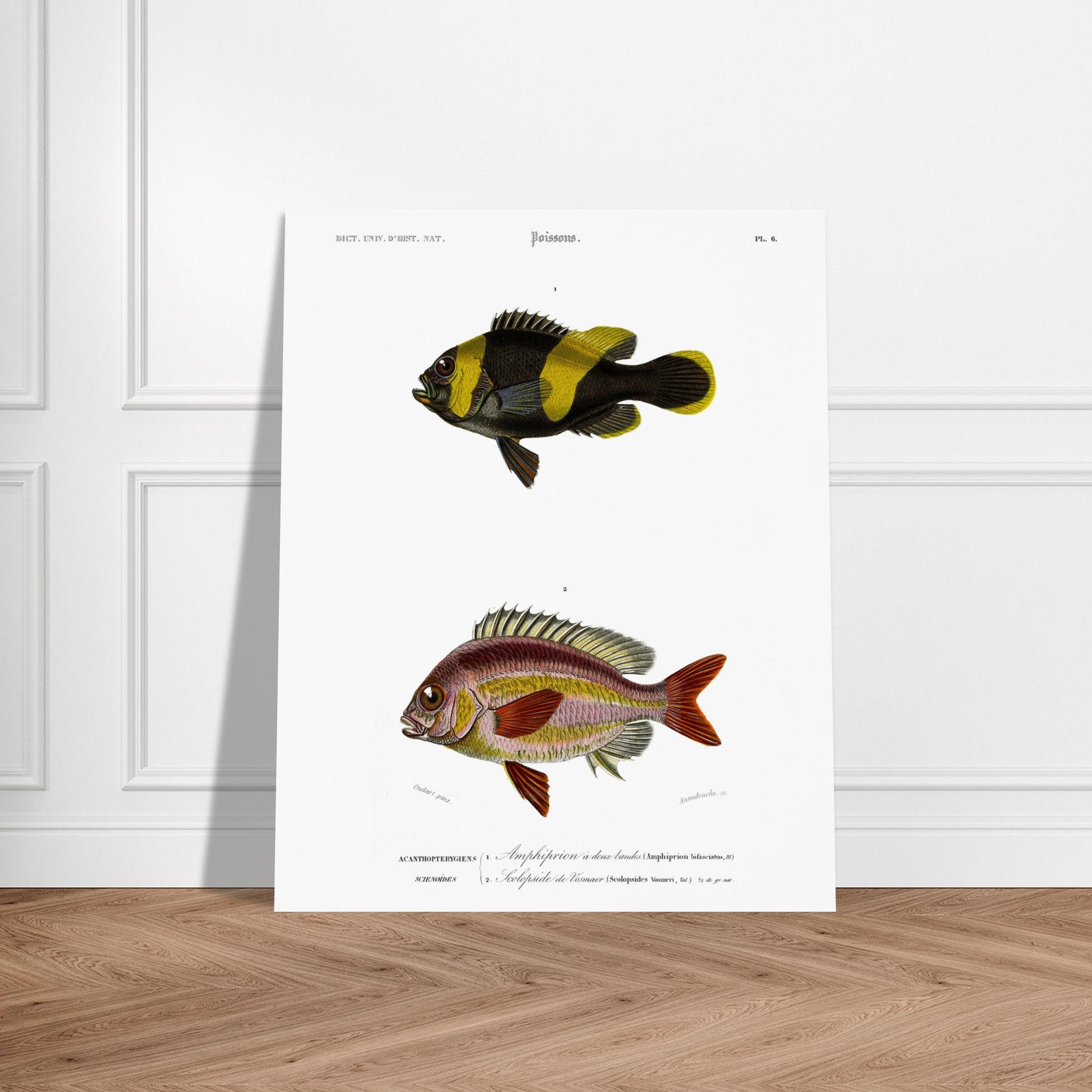 Planche de poissons Amphiprion et Scolopside - Charles d'Orbigny. Illustration scientifique de deux poissons : le premier, un poisson-clown à bandes noires et jaunes, et le second, un poisson de couleur rosée avec des écailles distinctes. Image d'illustration 6